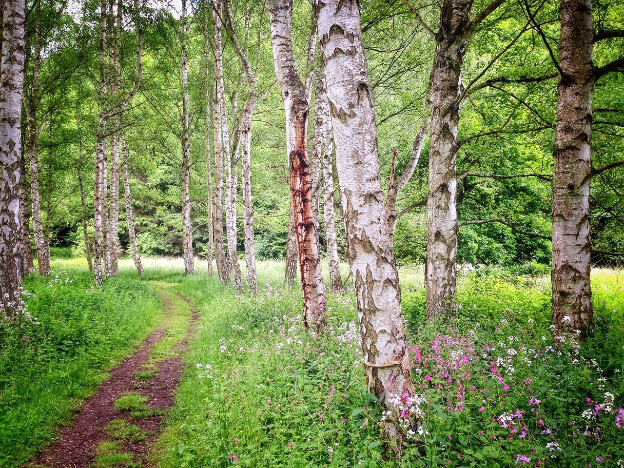 hunsrueck-natur-im-wellnessurlaub-saarland.jpg
